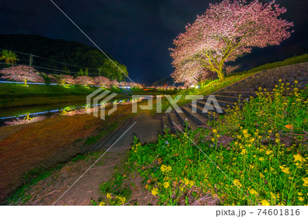 南伊豆　夜桜ライトアップ（みなみの桜と菜の花まつり）【静岡県】 74601816