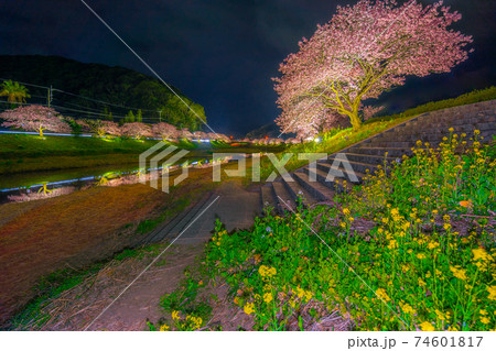 南伊豆　夜桜ライトアップ（みなみの桜と菜の花まつり）【静岡県】 74601817