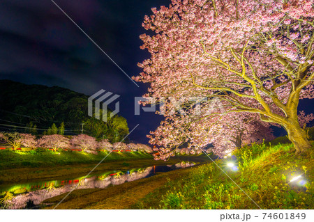 南伊豆　夜桜ライトアップ（みなみの桜と菜の花まつり）【静岡県】 74601849