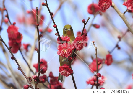 赤い梅の密を吸うメジロ 　 　　　　 74601857