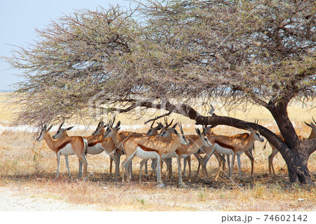 Springbok Springbok 74602142