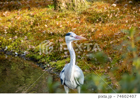 アオサギ 74602407