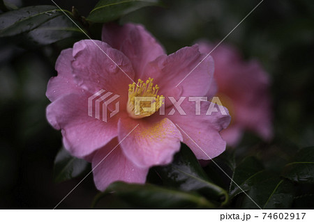 椿の花 椿の花 74602917