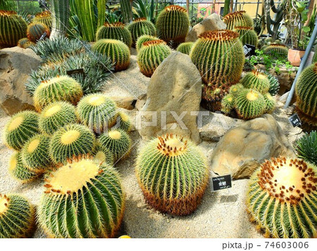 兵庫県･サボテン 74603006