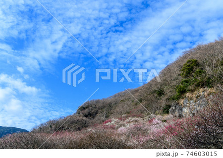 幕山（湯河原梅林） 74603015