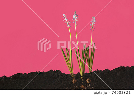 A creative photograph of blue mauskari growing out of the ground. Sectional land 74603321