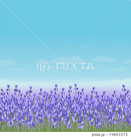 ラベンダー畑の絵 ラベンダー畑 | アートの輪