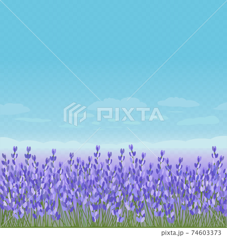 ラベンダー畑のイラスト素材 [74603373] - PIXTA