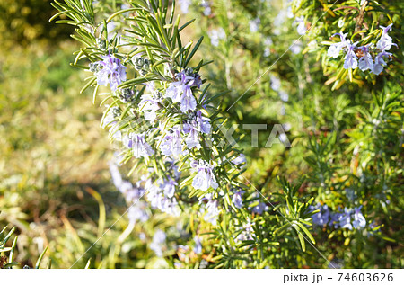 ローズマリーの花 74603626