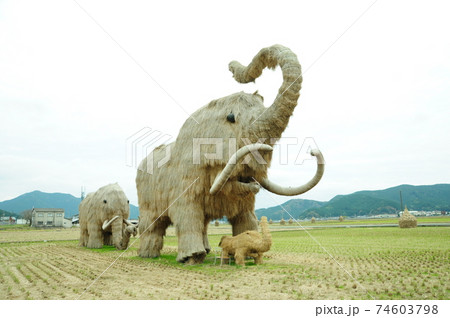わらマンモス わらマンモス 74603798