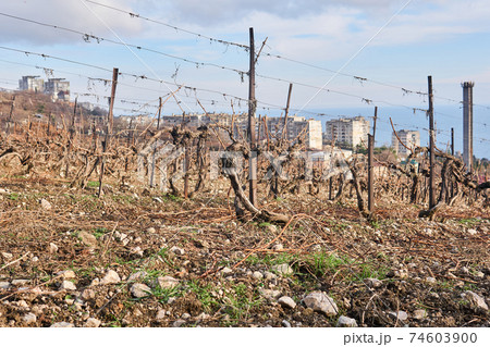 dry winter pruned vines in the vineyard against the backdrop of residential areas dry winter pruned vines in the vineyard against the backdrop of residential areas 74603900