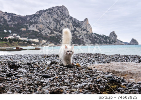 white cat walks along the sea beach against the backdrop of rocky cliffs in the distance 74603925