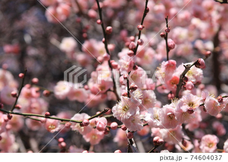 綺麗なピンクのしだれ桜 綺麗なピンクのしだれ桜 74604037