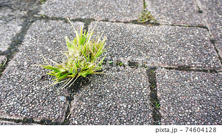 公園にある歩道タイルの目地から生えてくる雑草01 74604128