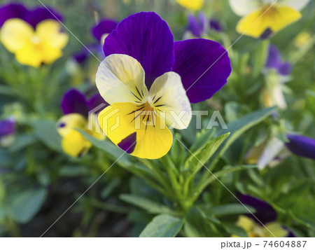Close up garden pansy, yellow, purple and violet viola spring flower on a green bokeh background, selective focus, copy space Close up garden pansy, yellow, purple and violet viola spring flower on a green bokeh background, selective focus, copy space 74604887