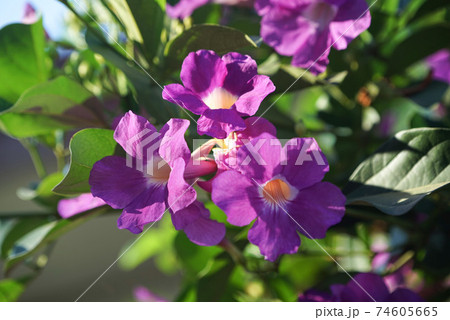 Close up photo of Bignonia flower and leaves. Purple Bignonia flowers blooming in the garden. 74605665