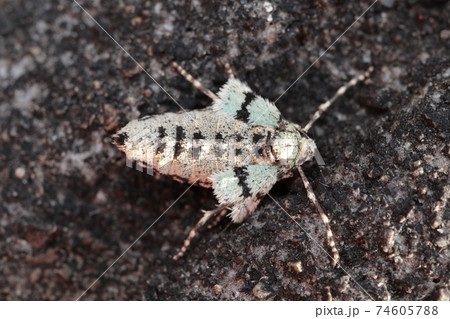 イチモジフユナミシャク（メス） 74605788