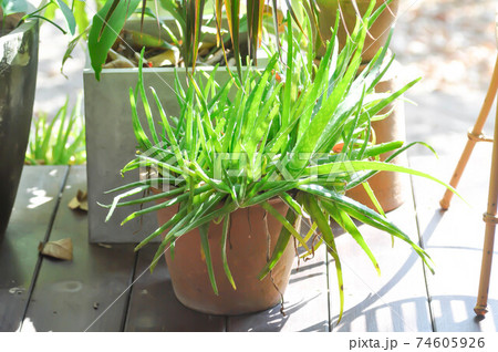 Aloe, Aloe barbadensis Mill or Aloe vera plant Aloe, Aloe barbadensis Mill or Aloe vera plant 74605926