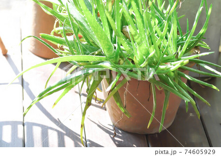 Aloe, Aloe barbadensis  Mill or Aloe vera plant 74605929