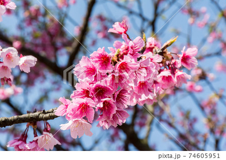 花 フラワー お花 74605951