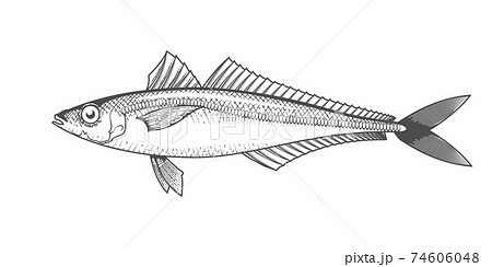 Horse Mackerel Sketch Hand Drawn Fish Jack のイラスト素材