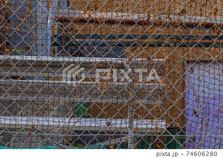 冬樹の蔦を纏うフェンス 74606280