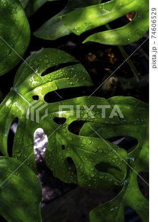Rhaphidophora tetrasperma leaves dark green background Rhaphidophora tetrasperma leaves dark green background 74606529