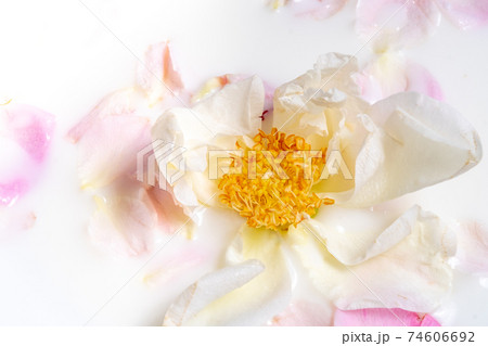 Close-up of the opened middle of a white rose with yellow stamens Close-up of the opened middle of a white rose with yellow stamens 74606692