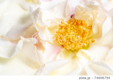 White open rose close-up in milk. Yellow stamens in the middle. Soft White open rose close-up in milk. Yellow stamens in the middle. Soft 74606794