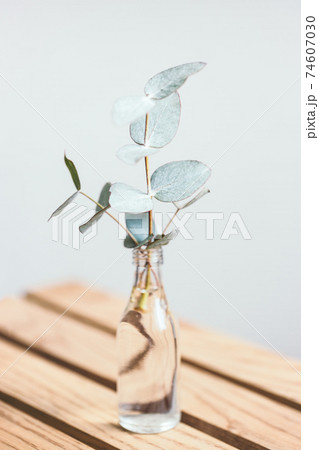 Little glass bottle with branch of eucalyptus. Little glass bottle with branch of eucalyptus. 74607030