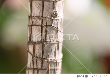 Wood 74607067