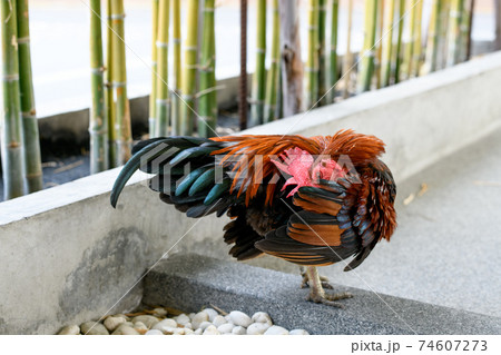 a rooster in the farm 74607273
