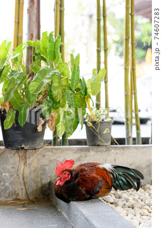 A rooster in the farm 74607283