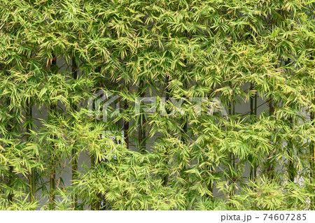 Green bamboo background for wallpaper 74607285