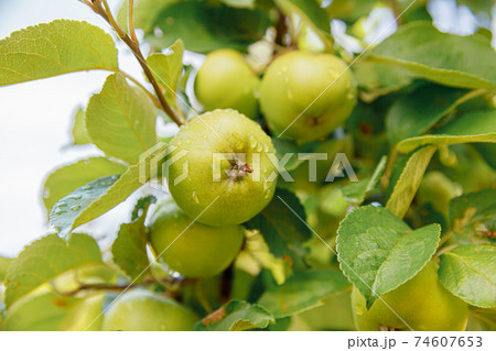 Perfect green apples growing on tree in organic apple orchard. Autumn fall view on country style garden. Healthy food vegan vegetarian baby dieting concept. Local garden produce clean food. Perfect green apples growing on tree in organic apple orchard. Autumn fall view on country style garden. Healthy food vegan vegetarian baby dieting concept. Local garden produce clean food. 74607653
