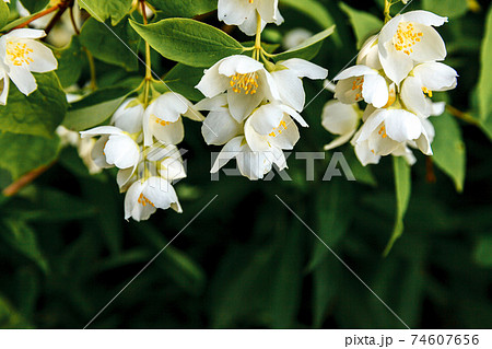 Beautiful white jasmine blossom flowers in spring time. Background with flowering jasmin bush. Inspirational natural floral spring blooming garden or park. Flower art design. Aromatherapy concept. Beautiful white jasmine blossom flowers in spring time. Background with flowering jasmin bush. Inspirational natural floral spring blooming garden or park. Flower art design. Aromatherapy concept. 74607656