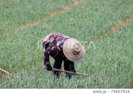 Peasant woman working on a green onion field at the Boyaca Department in Colombia 74607928