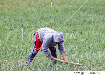 Peasant woman working on a green onion field at the Boyaca Department in Colombia Peasant woman working on a green onion field at the Boyaca Department in Colombia 74607929