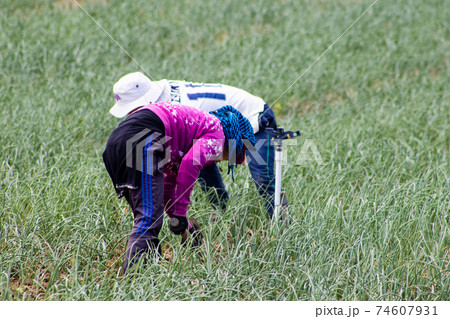 Peasant women working on a green onion field at the Boyaca Department in Colombia 74607931