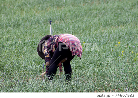 Peasant woman working on a green onion field at the Boyaca Department in Colombia 74607932