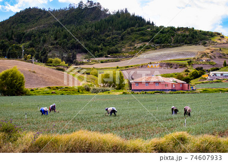 Peasants working on a green onion field at the Boyaca Department in Colombia 74607933