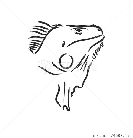 Lizard Iguana Isolated Black And White のイラスト素材