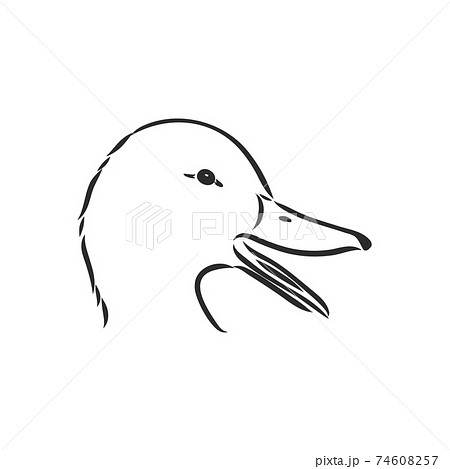 Hand drawn duck animal vector illustration. Sketch isolated on white background with pencil and label banner. duck, vector sketch on a white background 74608257