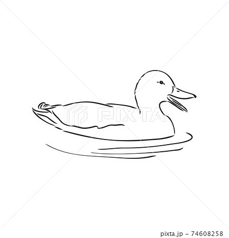 Hand drawn duck animal vector illustration. Sketch isolated on white background with pencil and label banner. duck, vector sketch on a white background Hand drawn duck animal vector illustration. Sketch isolated on white background with pencil and label banner. duck, vector sketch on a white background 74608258