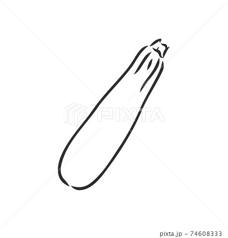 Zucchini. Vector hand drawn vegetables isolated on white background. zucchini, vector sketch on a white background Zucchini. Vector hand drawn vegetables isolated on white background. zucchini, vector sketch on a white background 74608333
