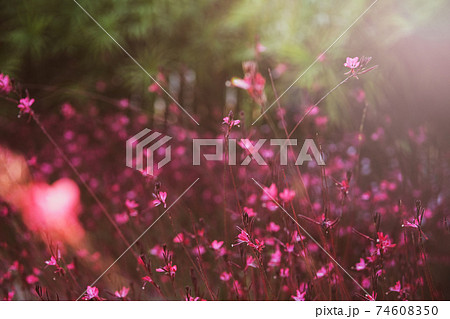 Meadow plants Oenothera lindheimeri or pink gaura flowers at sunset 74608350