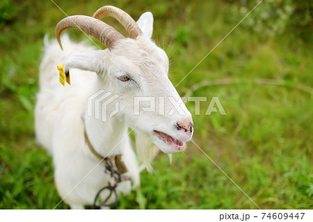 Domestic goat with a tag on its ear in the meadow on a sunny summer day. Domestic goat with a tag on its ear in the meadow on a sunny summer day. 74609447