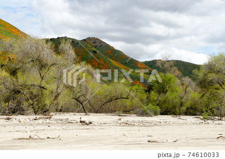 California Golden Poppy and Goldfields blooming in Walker Canyon, Lake Elsinore, CA. USA 74610033
