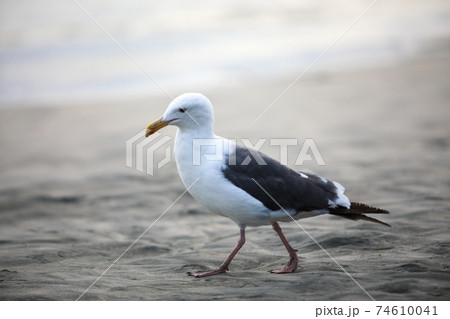 Seagull on sand at the beach during sunset time in Del Mar Seagull on sand at the beach during sunset time in Del Mar 74610041