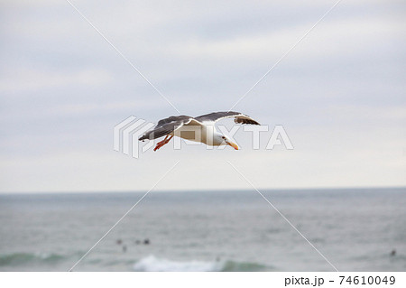 Flying Seagull over the beach during sunset time in Del Mar 74610049